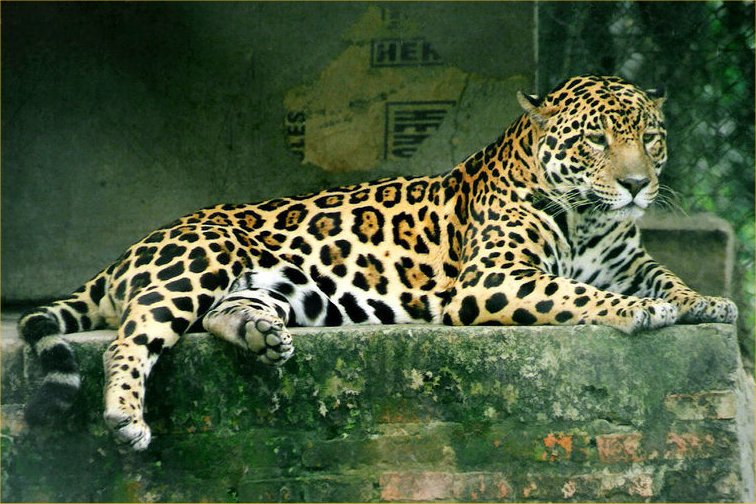 jaguar-42.jpg